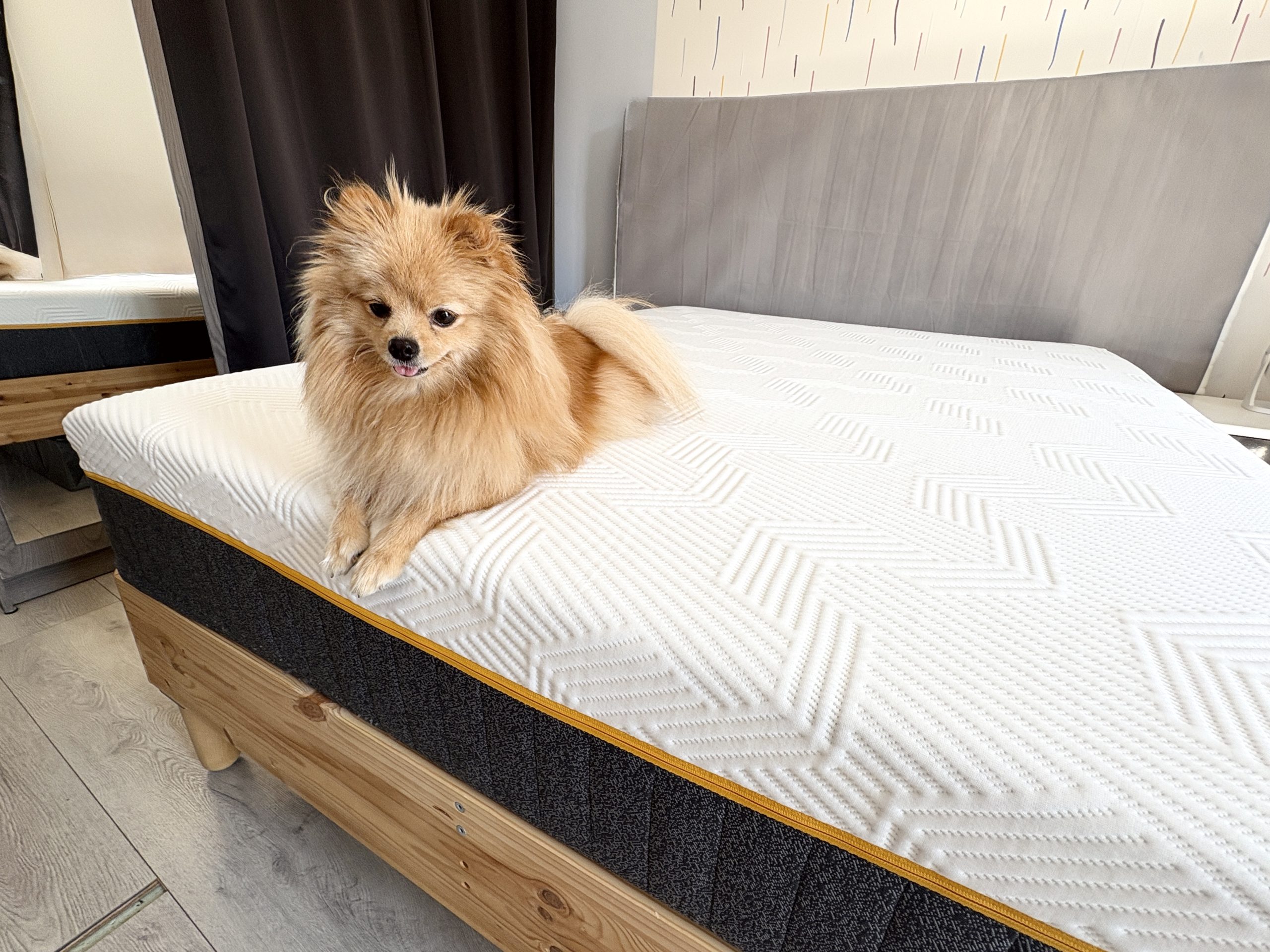 Hond ligt op het Emma Original Pro matras op een houten bed
